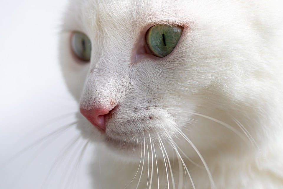 New CPD directive limits where people can bring found pets