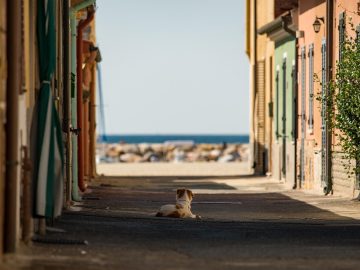 Living with a pet in Korea