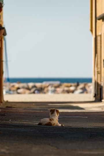 Living with a pet in Korea