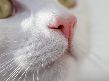 21 Foodie Feline Meme Menagerie Cat-ered to Your Taste 21 Foodie Feline Meme Menagerie Cat-ered to Your Taste