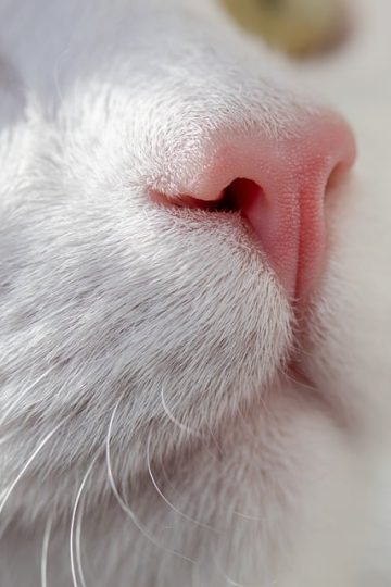 21 Foodie Feline Meme Menagerie Cat-ered to Your Taste