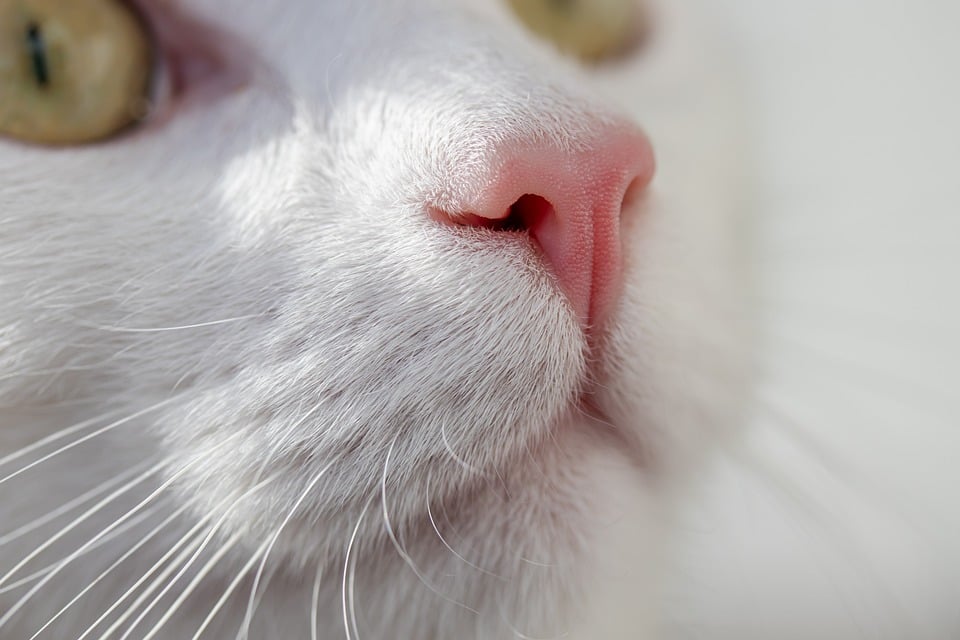 21 Foodie Feline Meme Menagerie Cat-ered to Your Taste 21 Foodie Feline Meme Menagerie Cat-ered to Your Taste