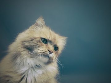 What Is The ‘Cucurella Cat’ Meme? The Viral Video And Image Of A Cat Resembling Spanish Footballer Marc Cucurella Explained
