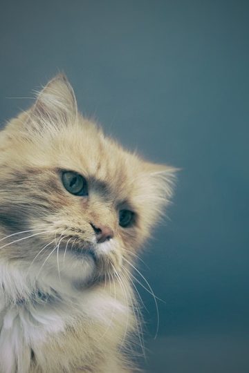 What Is The ‘Cucurella Cat’ Meme? The Viral Video And Image Of A Cat Resembling Spanish Footballer Marc Cucurella Explained