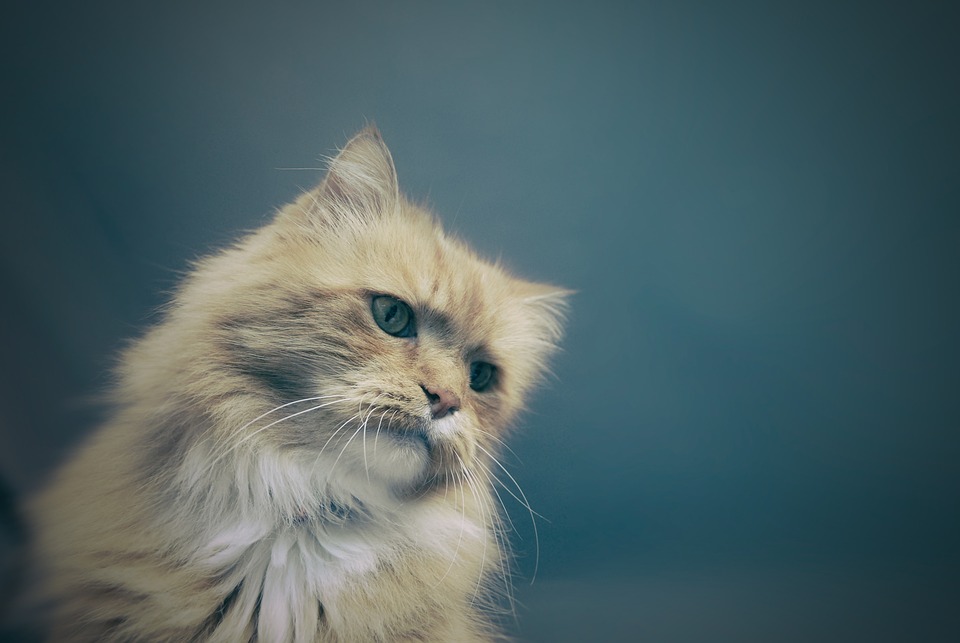 What Is The ‘Cucurella Cat’ Meme? The Viral Video And Image Of A Cat Resembling Spanish Footballer Marc Cucurella Explained