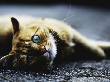 Hall County Animal Shelter offers low-cost rabies vaccinations for pets Hall County Animal Shelter offers low-cost rabies vaccinations for pets