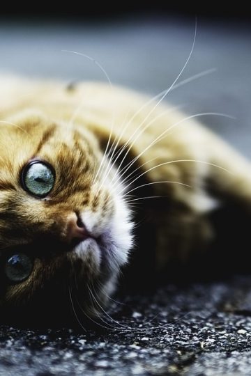 Hall County Animal Shelter offers low-cost rabies vaccinations for pets