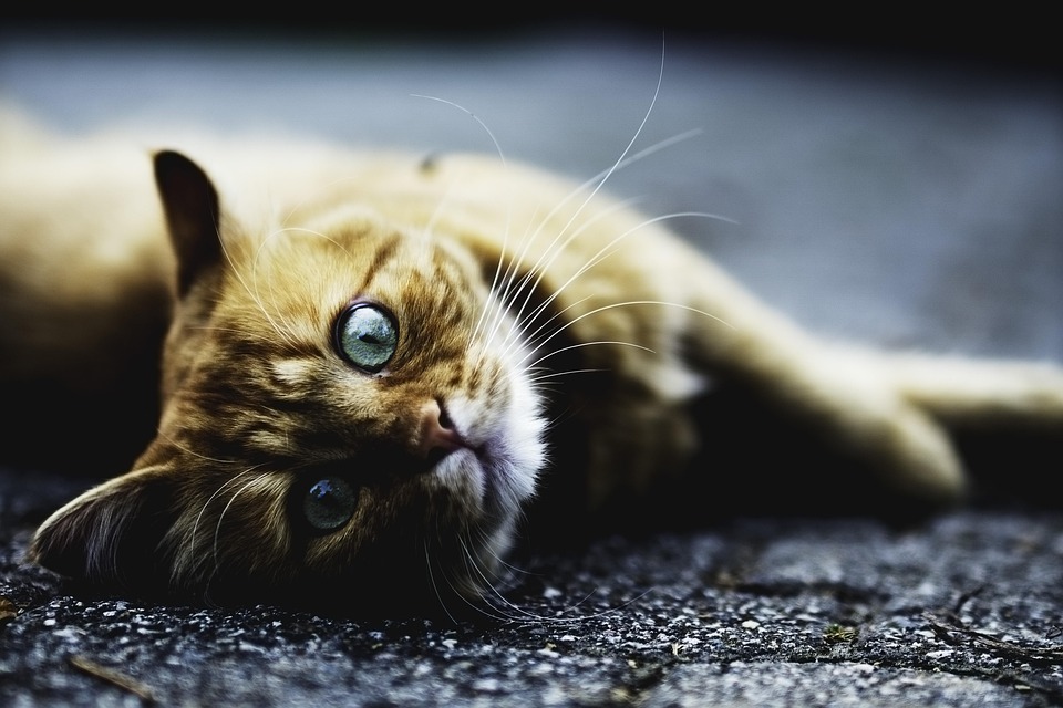 Hall County Animal Shelter offers low-cost rabies vaccinations for pets Hall County Animal Shelter offers low-cost rabies vaccinations for pets