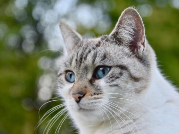 New Mexico Living Pet Pics July 31, 2026