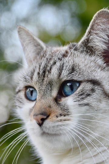 New Mexico Living Pet Pics July 31, 2026