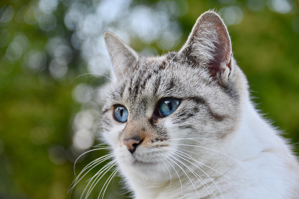 New Mexico Living Pet Pics July 31, 2026