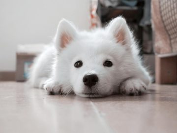 How to keep your pets safe this summer