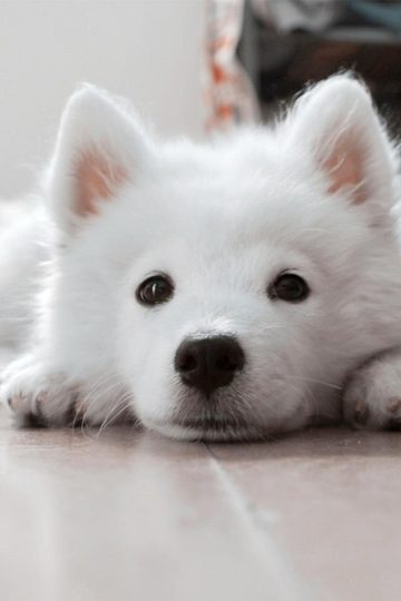 How to keep your pets safe this summer