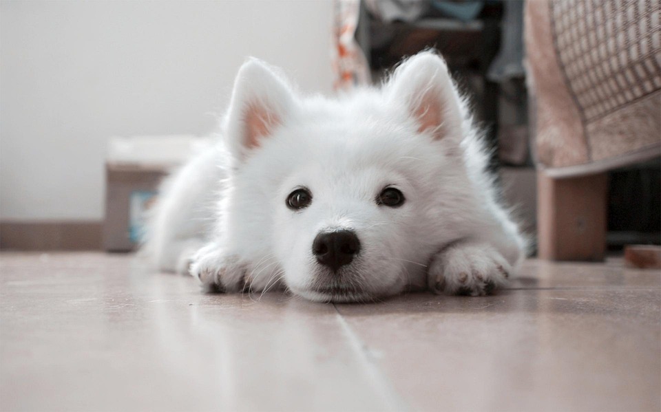 How to keep your pets safe this summer How to keep your pets safe this summer