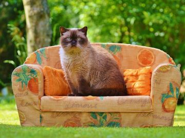 Pets of the Week for July 28, 2026