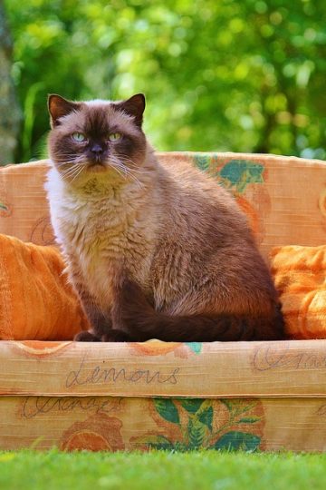 Pets of the Week for July 28, 2026