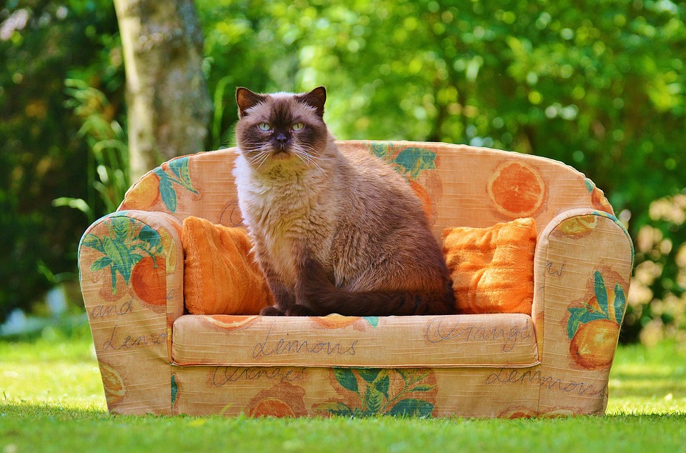 Pets of the Week for July 28, 2026
