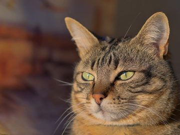 Gray Duck Art Offers Paint Sets for Pet Portraits