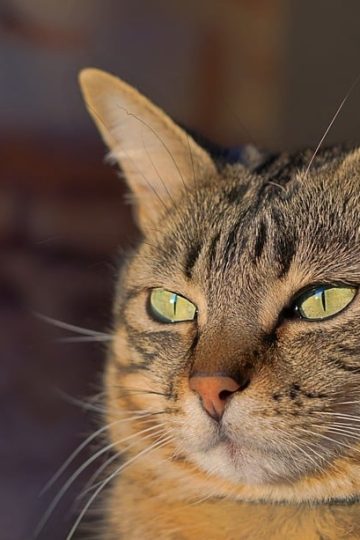 Gray Duck Art Offers Paint Sets for Pet Portraits