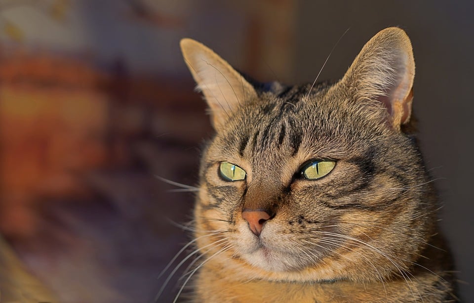 Gray Duck Art Offers Paint Sets for Pet Portraits