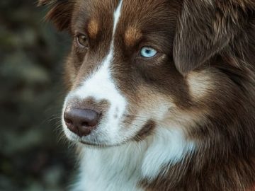 Pet of the Week: Mylo Maurice is magnificent