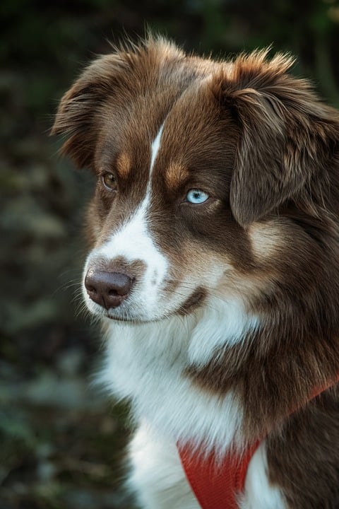 Pet of the Week: Mylo Maurice is magnificent