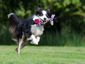 Tiny Dog Tries Everything to Win This Silly Game With Dad & Gets Confused by the End of It Tiny Dog Tries Everything to Win This Silly Game With Dad & Gets Confused by the End of It