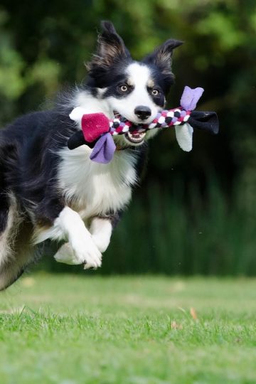 Tiny Dog Tries Everything to Win This Silly Game With Dad & Gets Confused by the End of It
