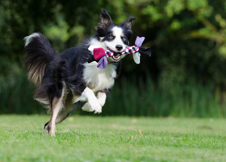 Tiny Dog Tries Everything to Win This Silly Game With Dad & Gets Confused by the End of It Tiny Dog Tries Everything to Win This Silly Game With Dad & Gets Confused by the End of It