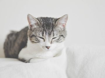 A Meowment of Cat Memes Purrfect For Pre-Sleep Scrolls