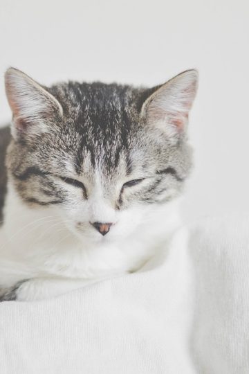A Meowment of Cat Memes Purrfect For Pre-Sleep Scrolls