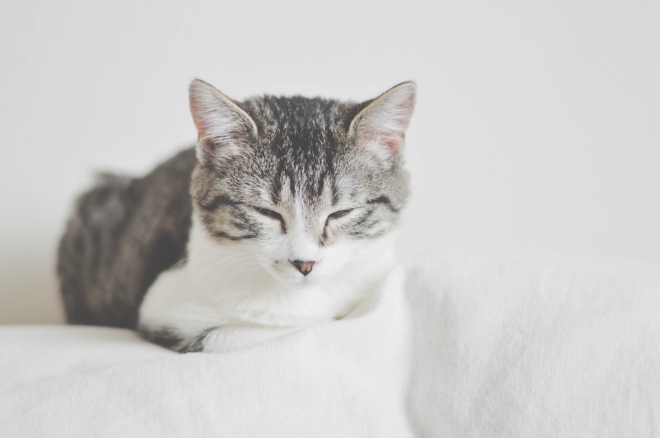 A Meowment of Cat Memes Purrfect For Pre-Sleep Scrolls