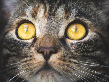 Donald Trump’s ‘scalp reduction’ memes go viral; Internet compares his hair to cat, caterpillar ‘scurrying away’ Donald Trump’s ‘scalp reduction’ memes go viral; Internet compares his hair to cat, caterpillar ‘scurrying away’
