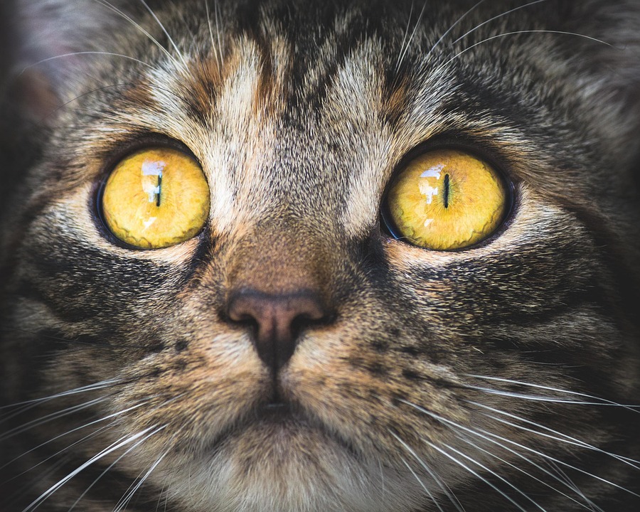 Donald Trump’s ‘scalp reduction’ memes go viral; Internet compares his hair to cat, caterpillar ‘scurrying away’ Donald Trump’s ‘scalp reduction’ memes go viral; Internet compares his hair to cat, caterpillar ‘scurrying away’