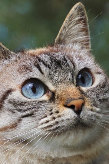 24 Positively Hilarious Cat Memes From ‘Meow IRL’
