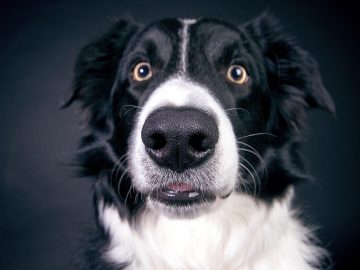 This Page Shared 40 Candid Animal Photos That Are Funny, Wholesome, And Impossible Not To Love