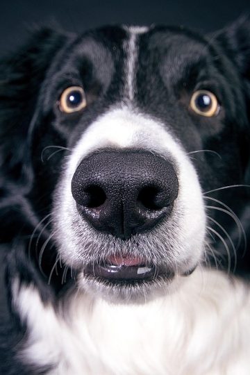 This Page Shared 40 Candid Animal Photos That Are Funny, Wholesome, And Impossible Not To Love