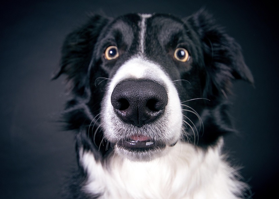 This Page Shared 40 Candid Animal Photos That Are Funny, Wholesome, And Impossible Not To Love