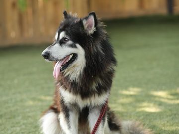 Stevenage: Fun dog show to be held as part of ‘doggie day’