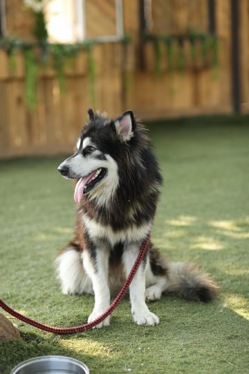 Stevenage: Fun dog show to be held as part of ‘doggie day’