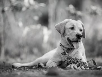 20 Of The Funniest Posts About Cats And Dogs This Week (Aug. 1-7) 20 Of The Funniest Posts About Cats And Dogs This Week (Aug. 1-7)