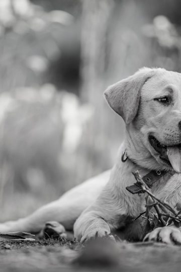 20 Of The Funniest Posts About Cats And Dogs This Week (Aug. 1-7)