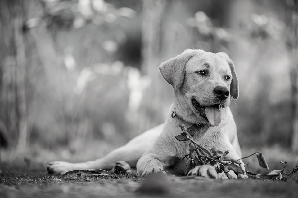 20 Of The Funniest Posts About Cats And Dogs This Week (Aug. 1-7) 20 Of The Funniest Posts About Cats And Dogs This Week (Aug. 1-7)