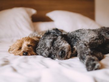 Dog beneath ‘No Pets’ sign: ‘Funny contradiction’