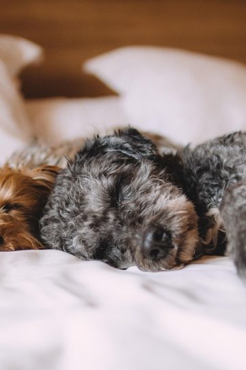 Dog beneath ‘No Pets’ sign: ‘Funny contradiction’