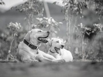 Dog racing isn’t family fun