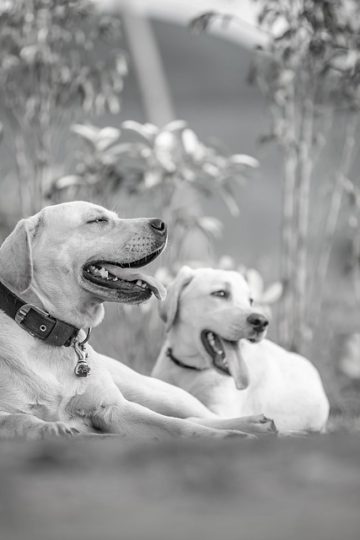 Dog racing isn’t family fun