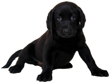 Family Fun Dog Show to support Taggart family