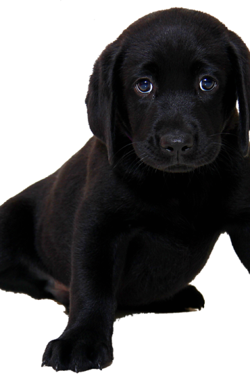 Family Fun Dog Show to support Taggart family