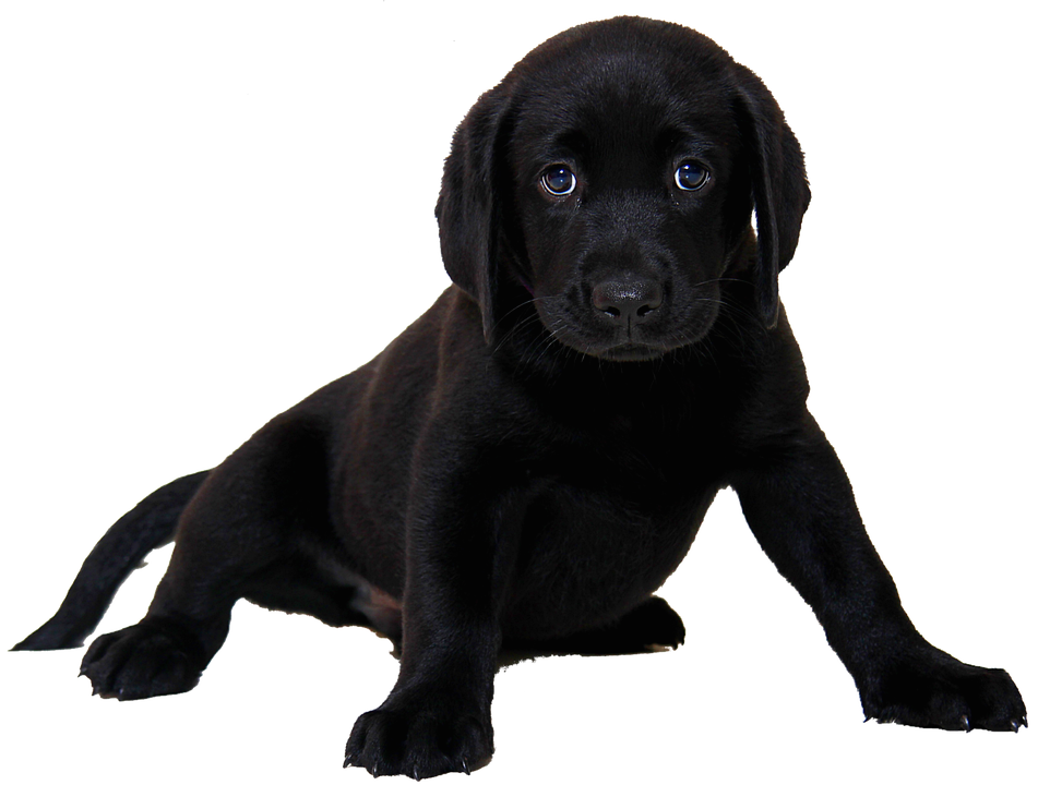 Family Fun Dog Show to support Taggart family Family Fun Dog Show to support Taggart family